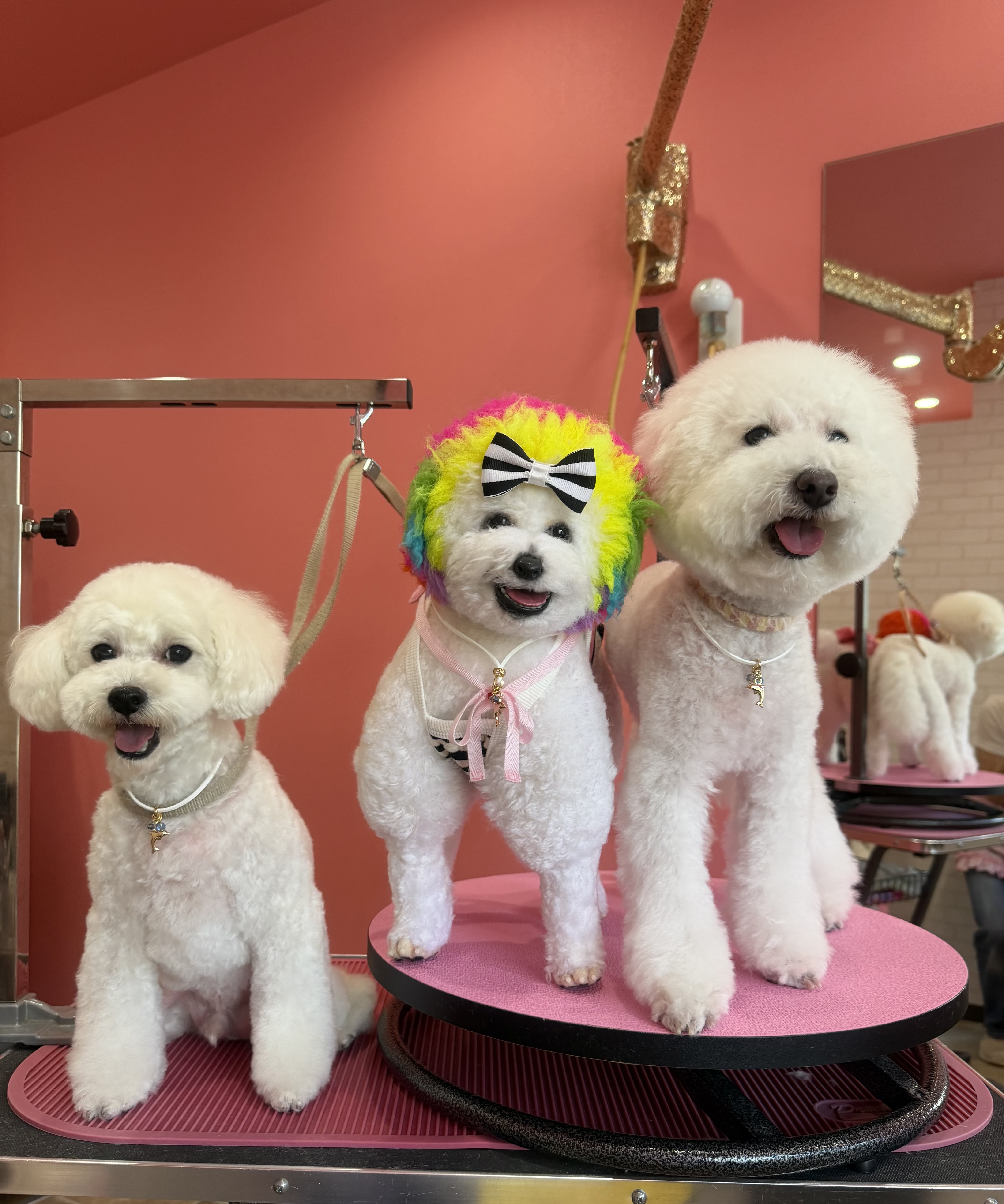 トリミング台のワンちゃんたち
