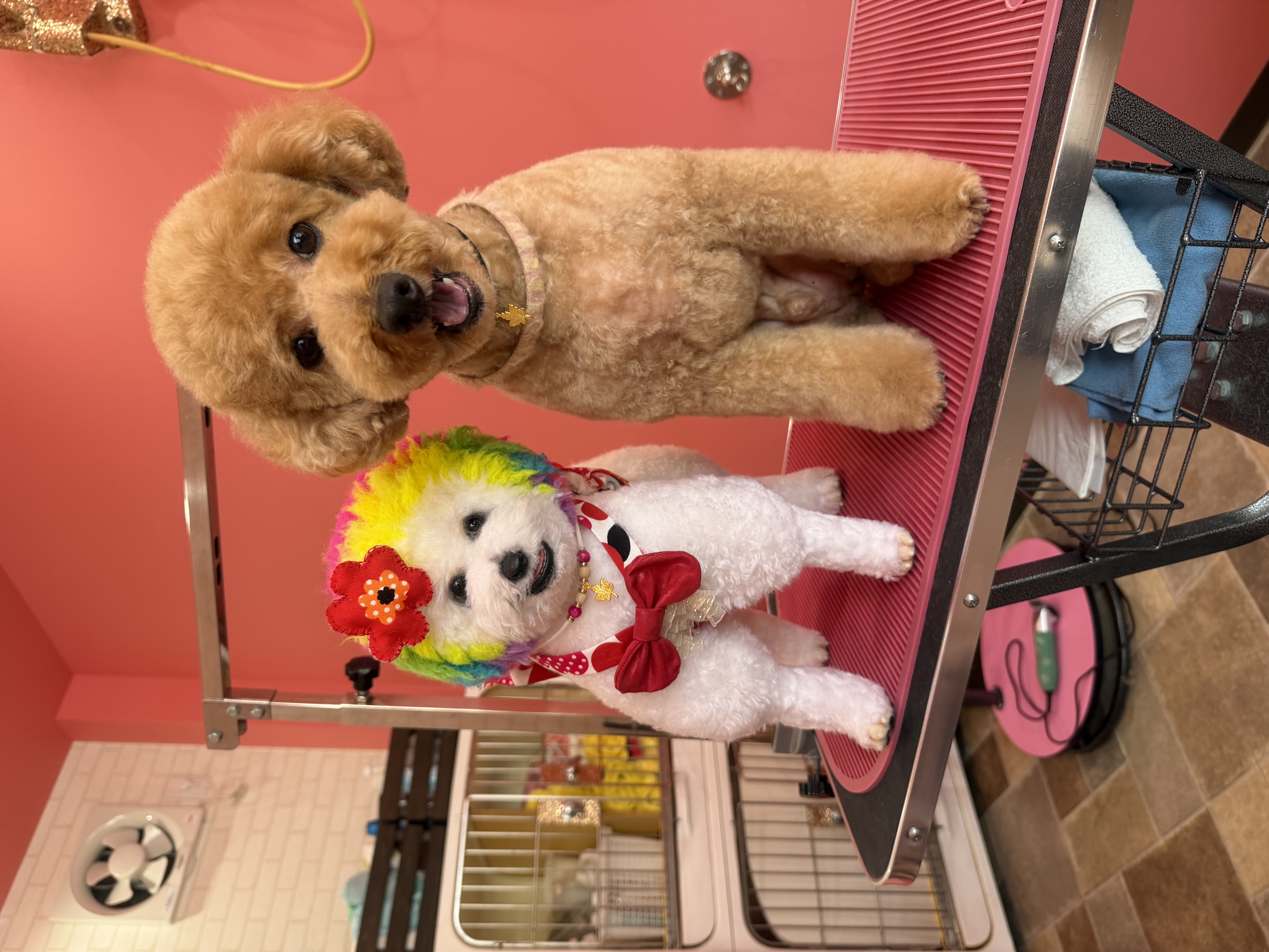 仲良く並ぶトリミング後のワンちゃんたち
